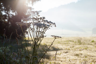 Close-up of plant growing on field against sky