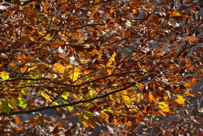 Autumn leaves on ground
