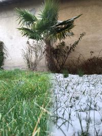Close-up of fresh green plants