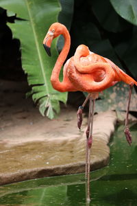 Close-up of snake on plant