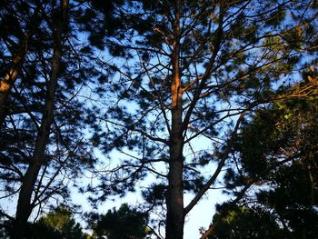 Low angle view of trees against sky