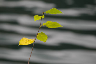 Close-up of yellow leaves