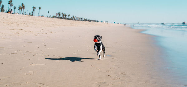 Dog carrying ball while running on shore at beach