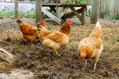 Chickens on field