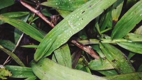 High angle view of wet plant leaves during rainy season