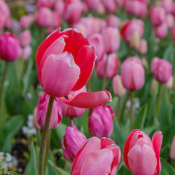 Close-up of pink tulip flowers on field