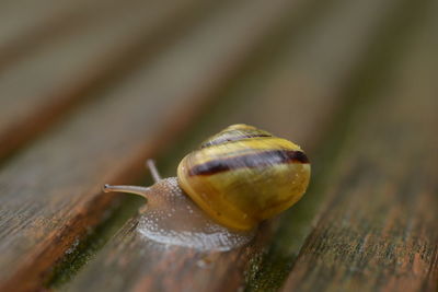 snail