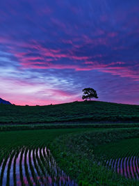 Scenic view of agricultural field against sky during sunrise