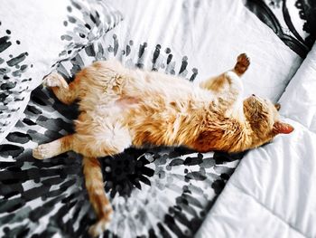 Cat lying on couch