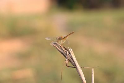 Close-up of dragonfly on plant