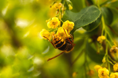 Close-up of insect on flower