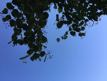 Low angle view of trees against clear blue sky