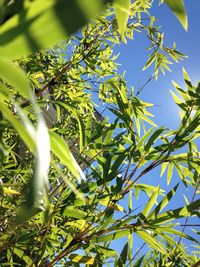 Low angle view of plants against blue sky