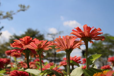 Close-up of red flowering plant against sky