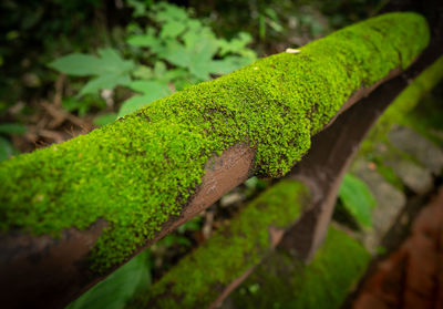 Close-up of green leaf