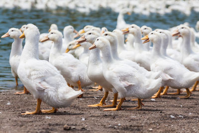 Flock of birds on beach