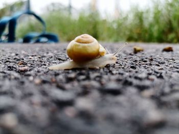 Close-up of snail