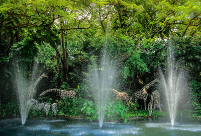 View of waterfall through trees