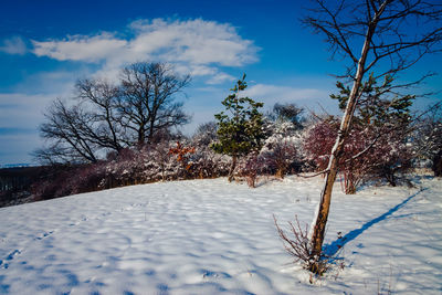 Trees on snow covered field against sky