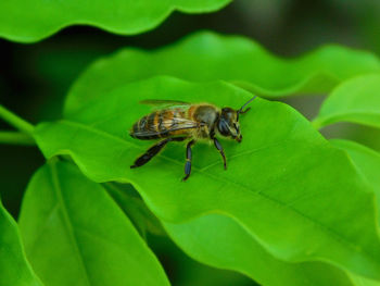 Close-up of bee on plant