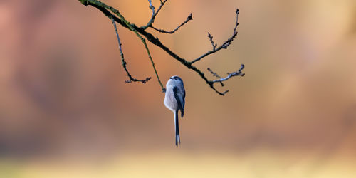 Close-up of bird perching on branch