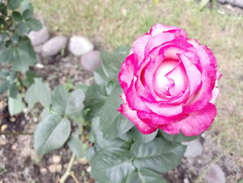 Close-up of rose blooming outdoors