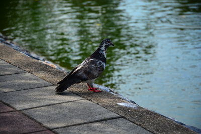 Bird perching on a wall