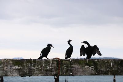 Flock of birds perching on wooden post