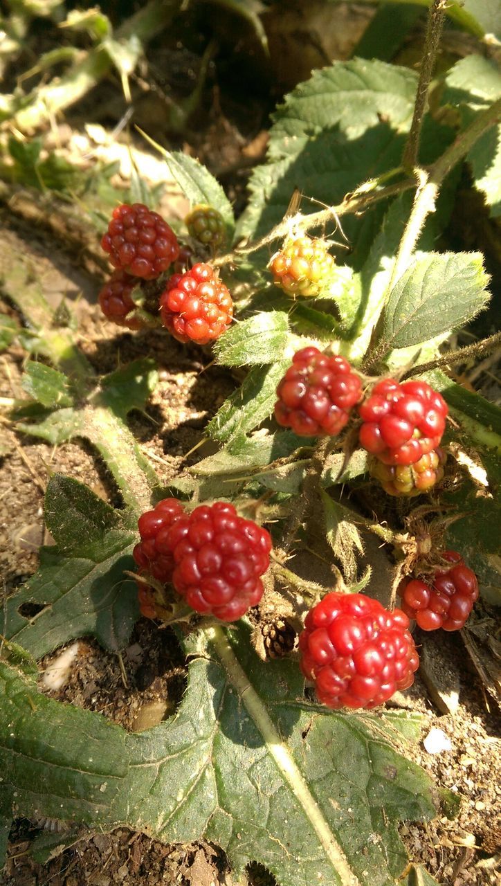 growth, fruit, outdoors, nature, growing, day, red, no people, food and drink, beauty in nature, green color, food, sunlight, close-up, freshness, plant, healthy eating, tree