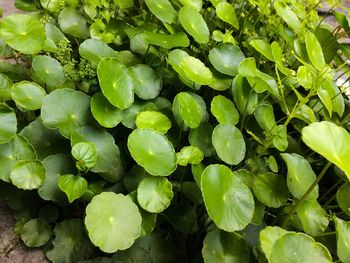 Full frame shot of green leaves