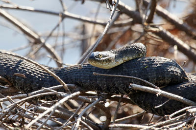 Close-up of an animal