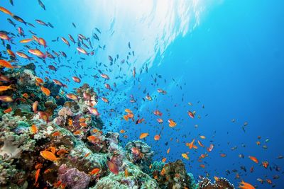 View of fish swimming in sea