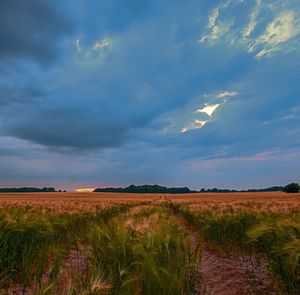 Scenic view of field against sky
