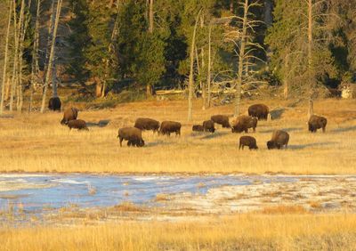 Bison  in a field