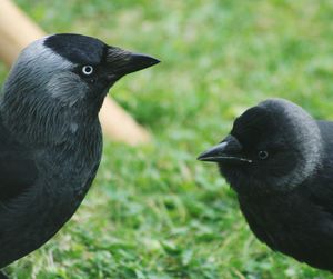 Close-up of black bird