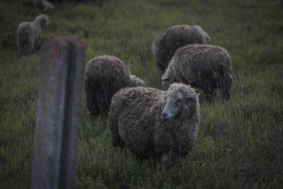 Sheep grazing on field