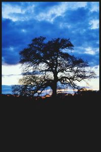 Low angle view of silhouette tree against sky