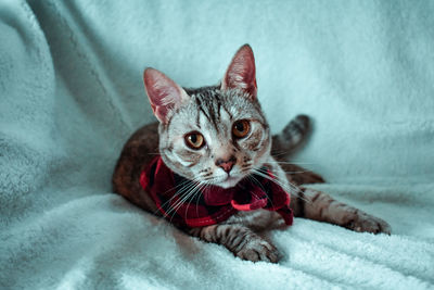 Portrait of cat lying down on bed