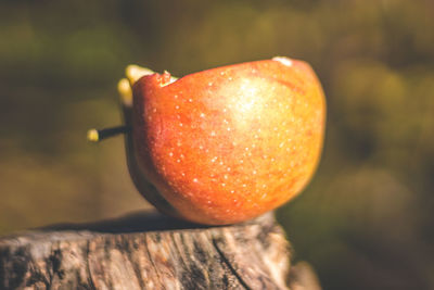Close-up of apple on tree stump