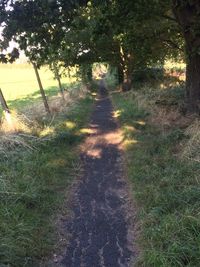 Narrow pathway along trees