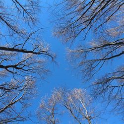 Low angle view of bare trees against clear sky