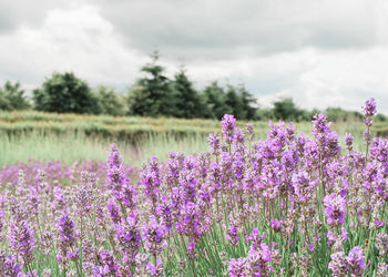 Purple flowering plants on field against sky