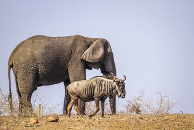 Elephant standing on field against clear sky