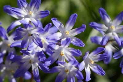 Close-up of purple flowering plants