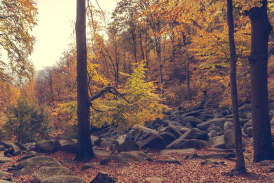 Trees in forest during autumn