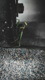 Close-up of insect on wall