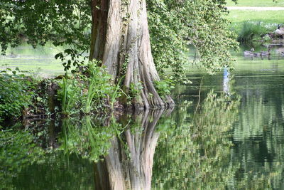 Scenic view of lake in forest