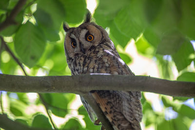 Portrait of owl perching on tree