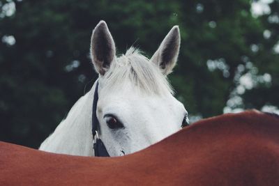 Close-up of white horse