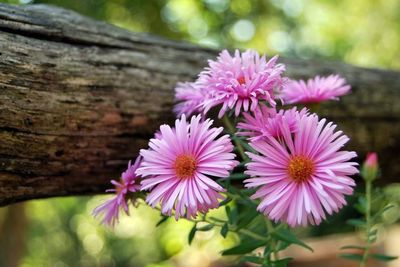 Close-up of flowers blooming outdoors